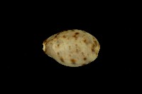 藏品(山貓寶螺)的圖片